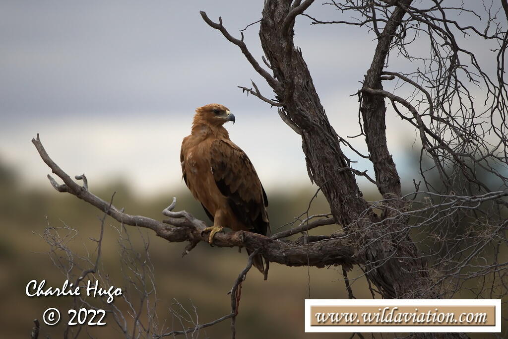 Kgalagadi 2022 AK7Z3584
