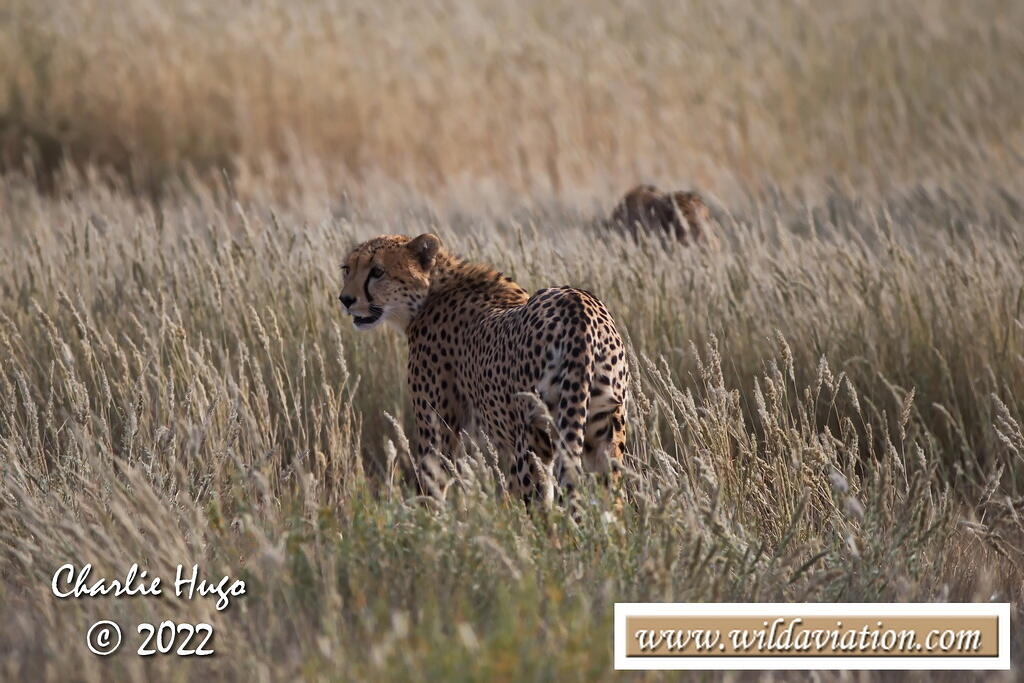 Kgalagadi 2022 CP5O7133