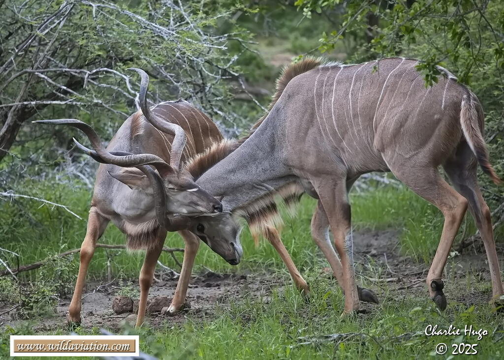 KNP Dec 2025 029A2816