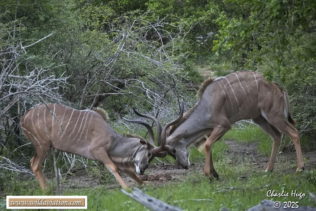 KNP Dec 2025 029A2824