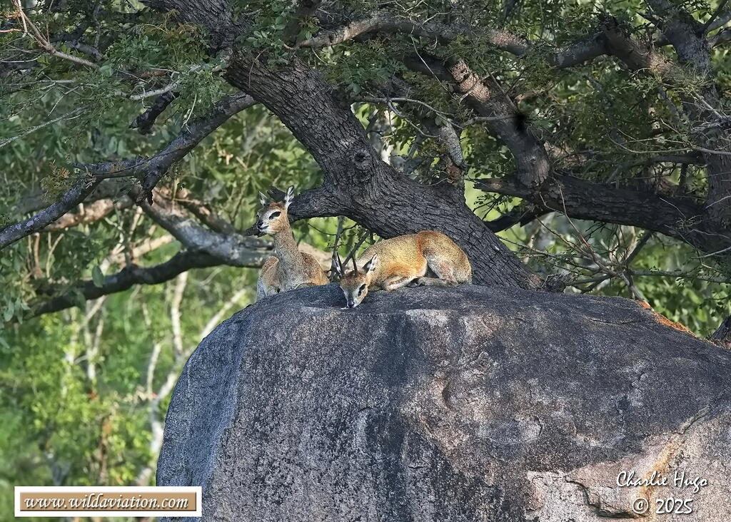 KNP Dec 2025 029A2920