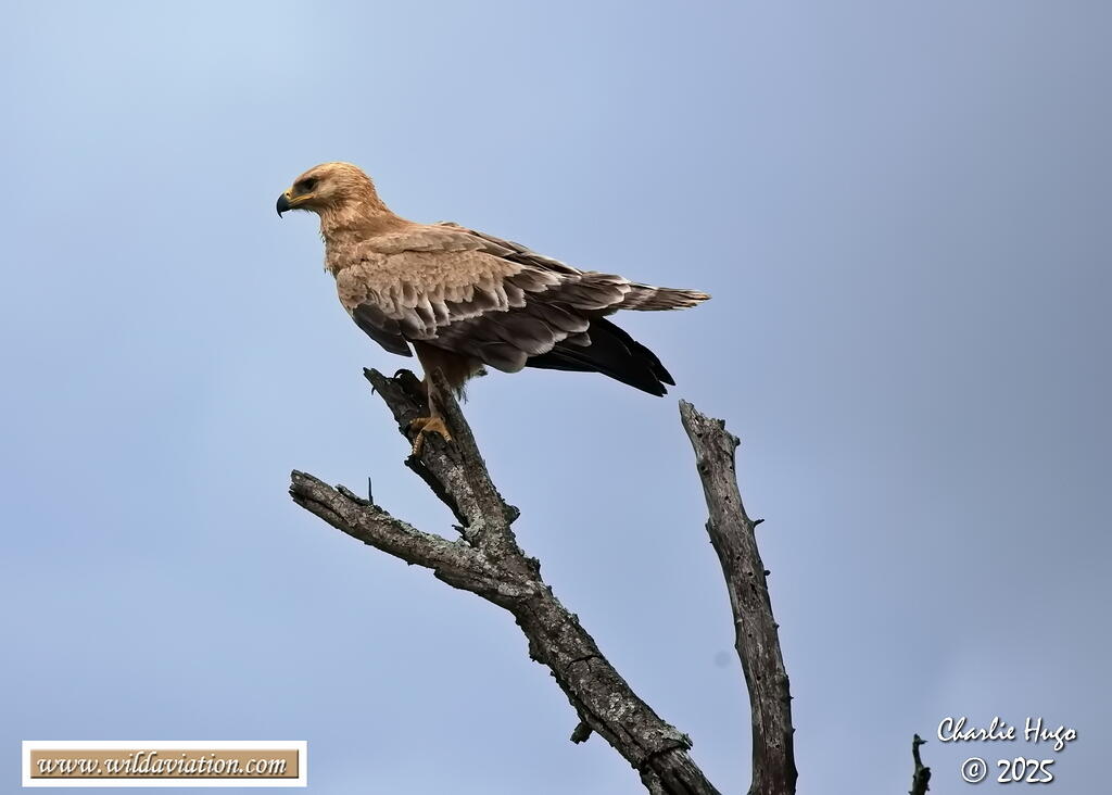 KNP Dec 2025 029A3735