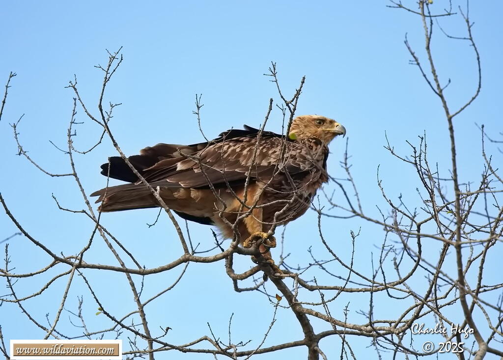 Ngwenya KNP 09-2025 029A7301