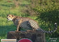 KNP Dec 2025 029A3181