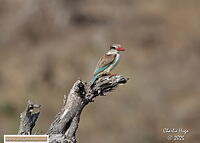 Ngwenya KNP 09-2025 029A6426