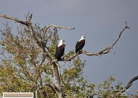 Ngwenya KNP 09-2025 029A7266